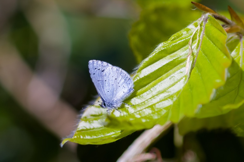 hooly-blue-butterfly-sp90x2-g-pk1-16916.jpg