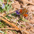 Peacock Butterfly on Bluebell