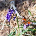 Peacock Butterfly on Bluebell