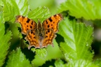 Comma Butterfly on Bramble