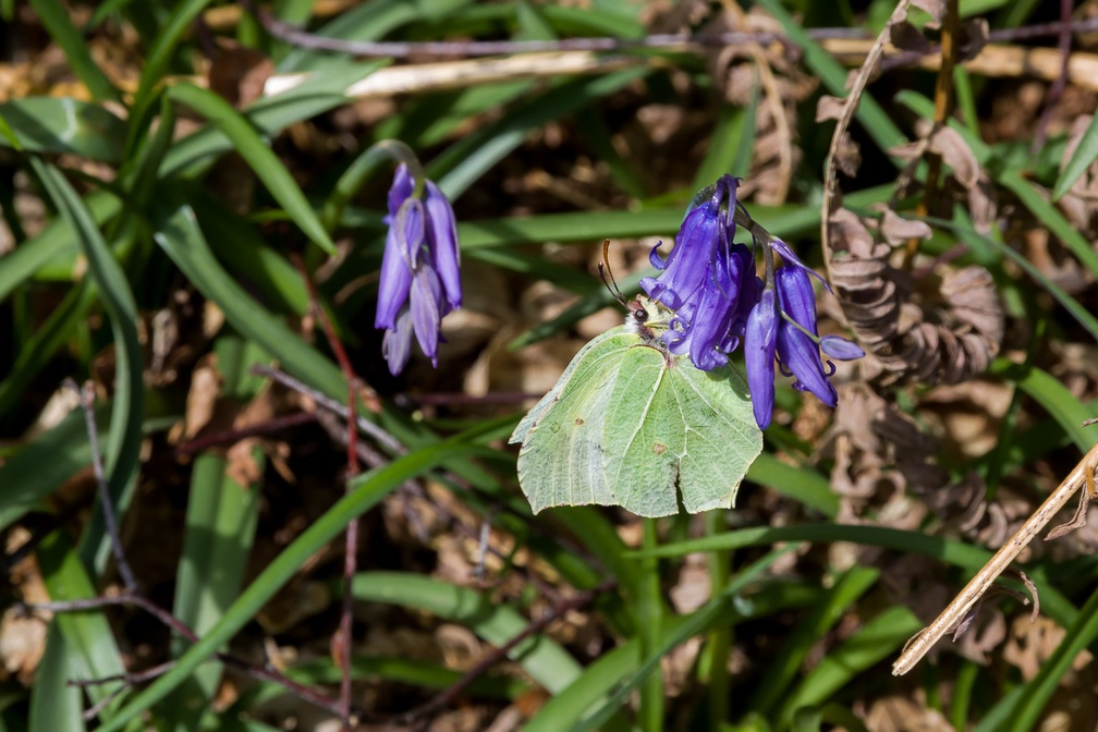 Brimstone Butterfly on Bluebell Flower