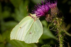 Brimstone Butterfly on Thistle