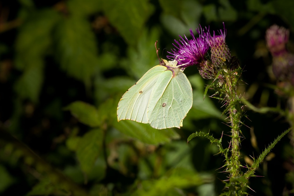 Brimstone Butterfly on Thistle