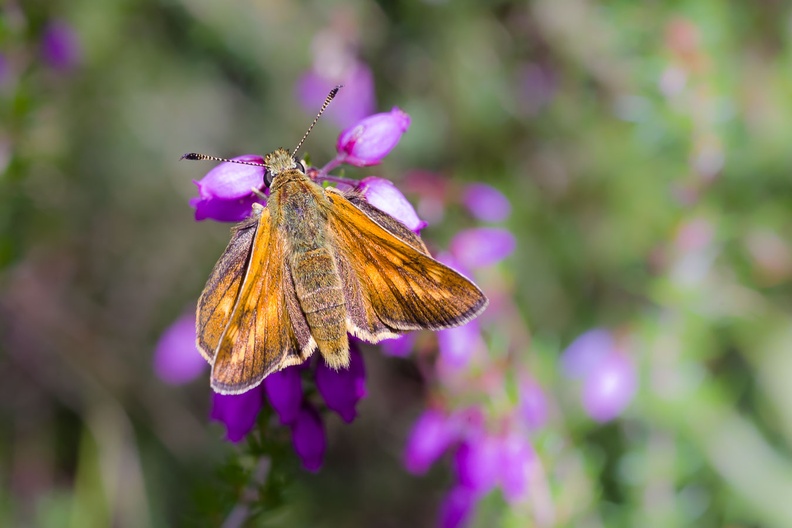 Large Skipper Butterfly on Heather