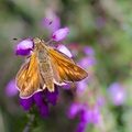 Large Skipper Butterfly on Heather