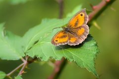 Gatekeeper Butterfly on Bramble Leaf
