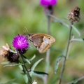 Meadow Brown Butterfly on Knapweed