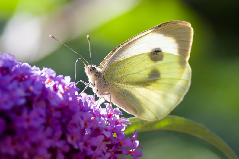 large-white-butterfly-sp180-cg-PK14255.jpg