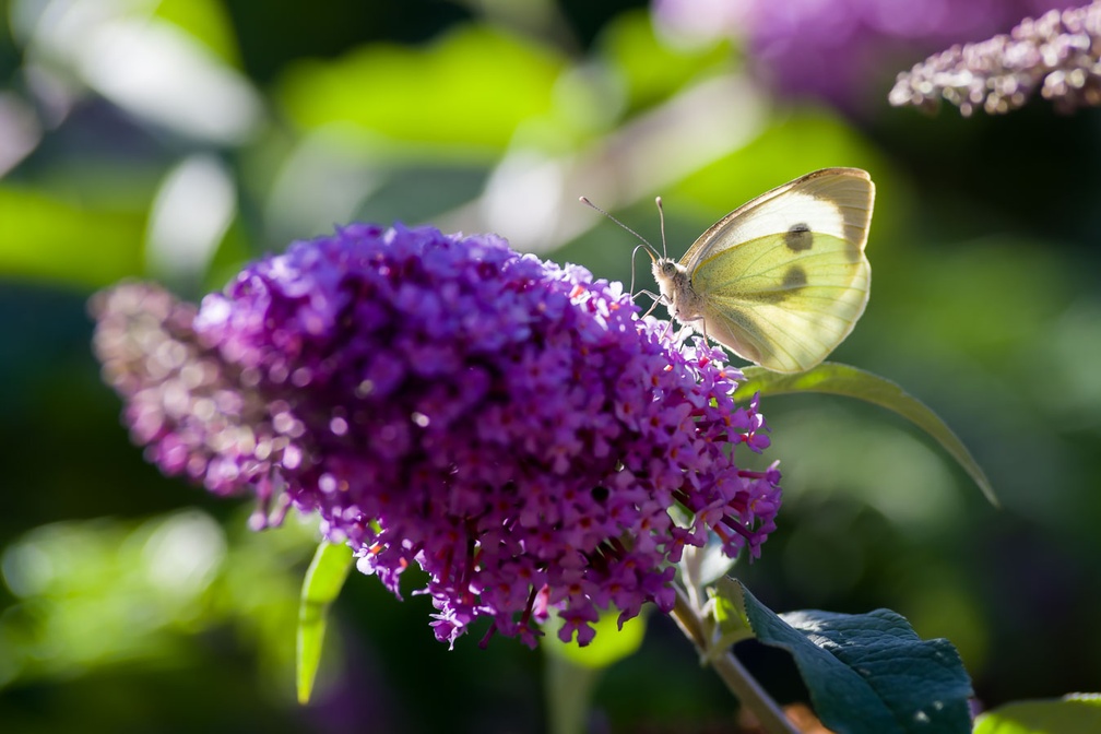 Cabbage White Butterfly on Buddleia