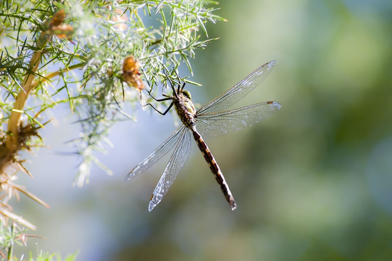 southern-hawker-dragonfly-sp180-g-PK14228.jpg