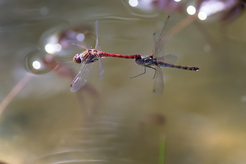 Common Darter Dragonfly in Tandem