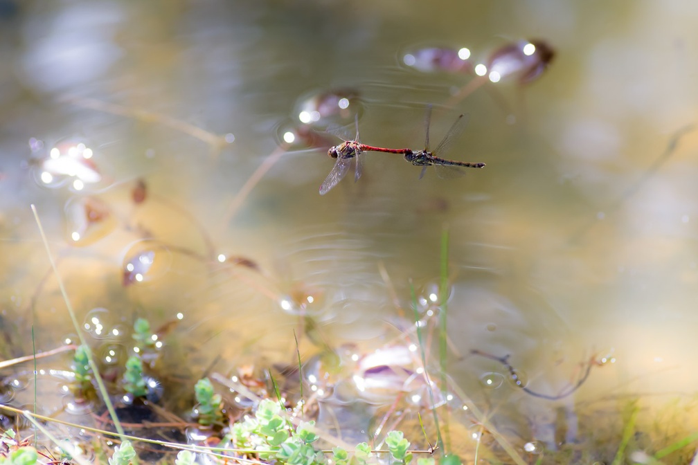 Common Darter Dragonfly Tandem