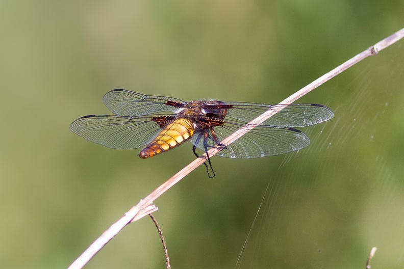 dragonfly-sp180-cg-PK14322.jpg