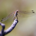 COMMON DARTER DRAGONFLY