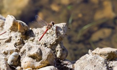 Common Darter Dragonfly Male