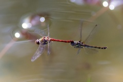 Common Darter Dragonfly Tandem