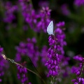 Holly Blue Butterfly on Bell Heather