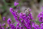 Grayling Butterfly on Bell Heather