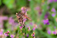 Common Darter Dragonfly on Heather