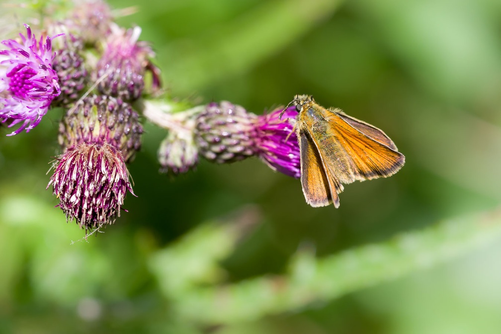 Small Skipper Butterfly on Thistle