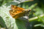 Large Skipper Butterfly