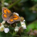 Gatekeeper Butterfly on Bramble Flower