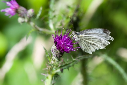 Green-veined White Butterfly on Thistle Flower