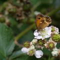 Gatekeeper Butterfly on Bramble Flower