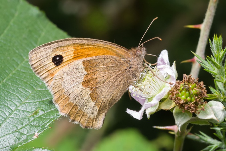 meadow-brown-butterfly-sp90-cg-PK12892.jpg