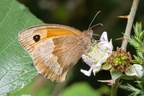 Meadow Brown Butterfly on Blackberry