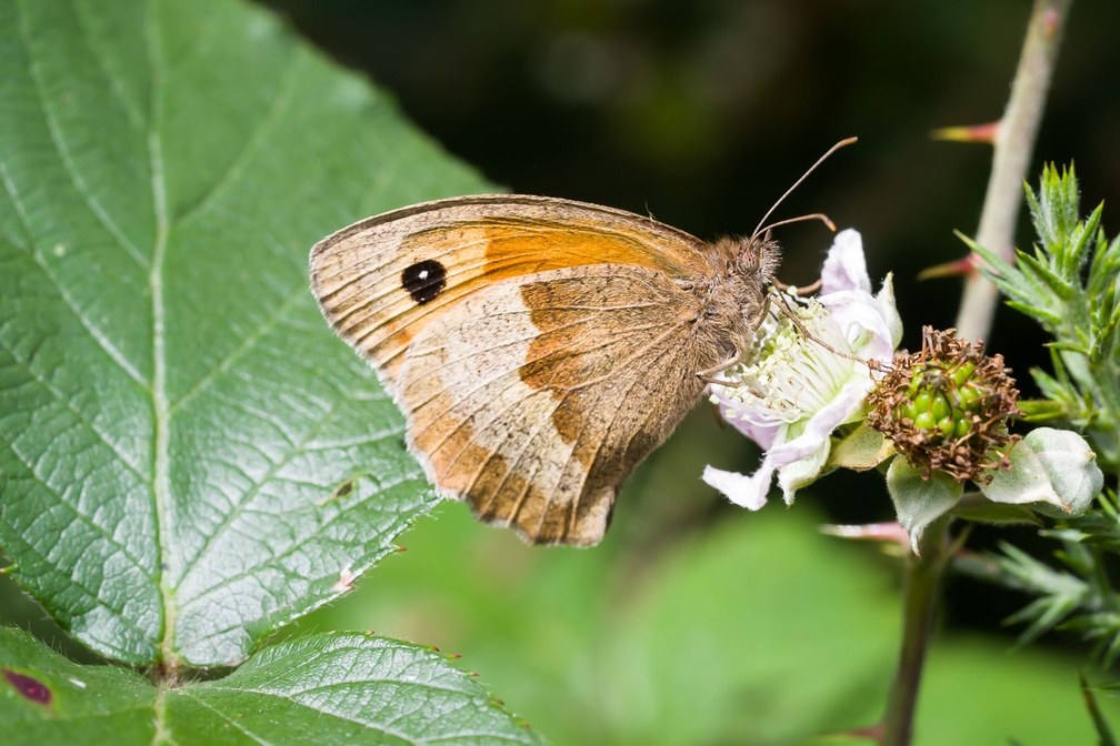 Meadow Brown Butterfly on Bramble Flower
