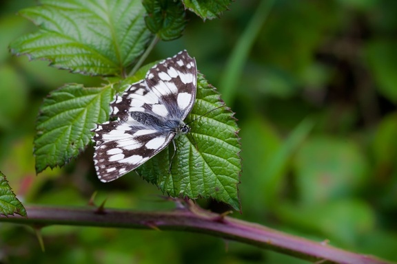 Marbled White Butterfly on Bramble