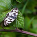 Marbled White Butterfly on Bramble
