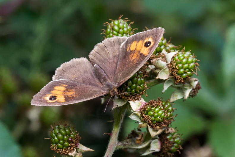 meadow-brown-butterfly-sp90-cg-PK12796.jpg