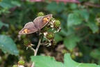 Meadow Brown Butterfly on Bramble