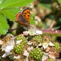 Small Copper Butterfly on Bramble