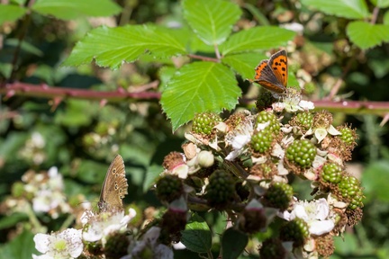 Ringlet and Small Copper Butterflies