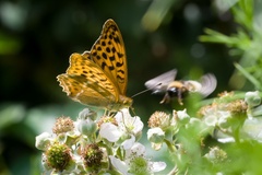 Silver-washed Fritillary Butterfly and Photobombing Bee