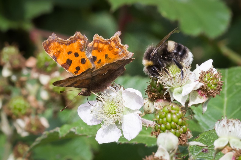 Bumblebee and Comma Butterfly