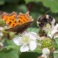 Bumblebee and Comma Butterfly
