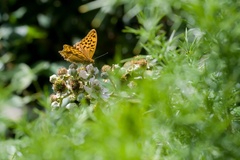 Silver-washed Fritillary Butterfly on Bramble