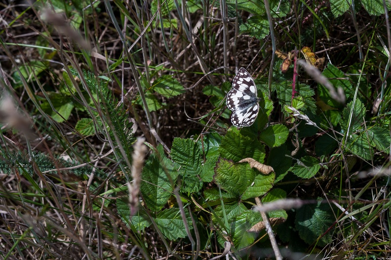 marbled-white-butterfly-sp90-g-PK11685.jpg