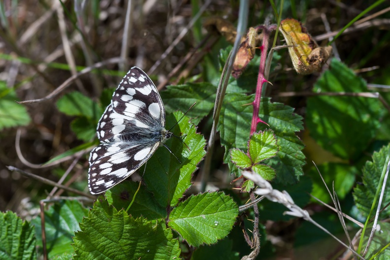 marbled-white-butterfly-sp90-g-PK11695.jpg