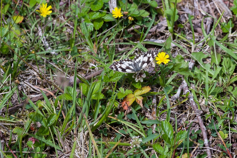 marbled-white-butterfly-sp90-g-PK11696.jpg