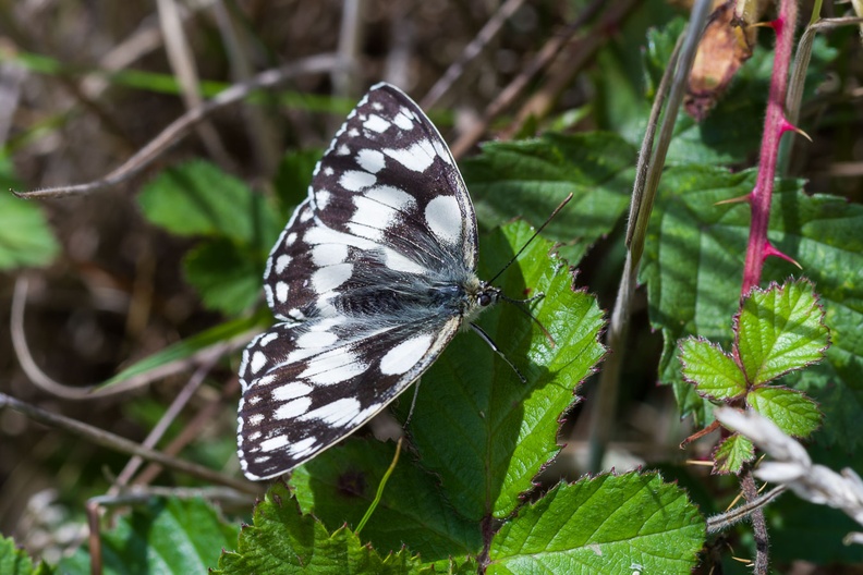marbled-white-butterfly-sp90-cg-PK11695.jpg