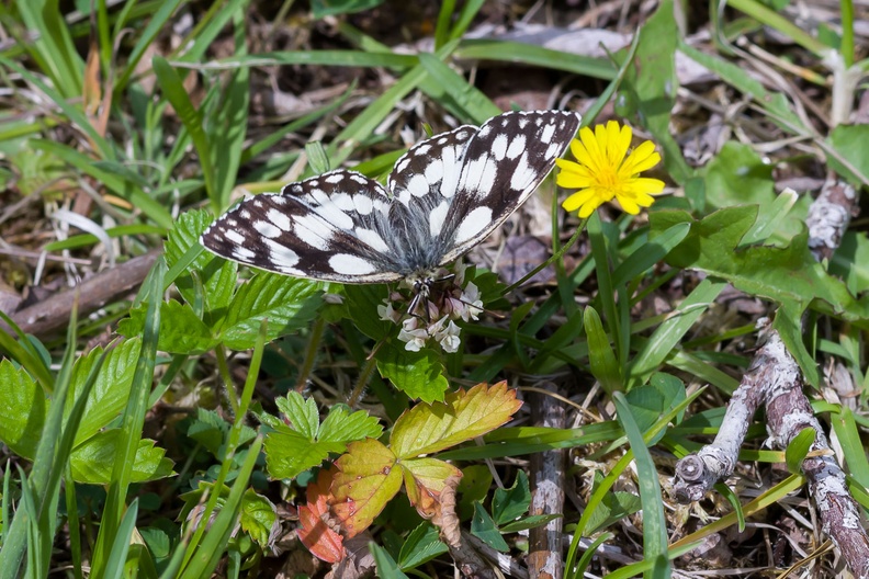 marbled-white-butterfly-sp90-cg-PK11696.jpg