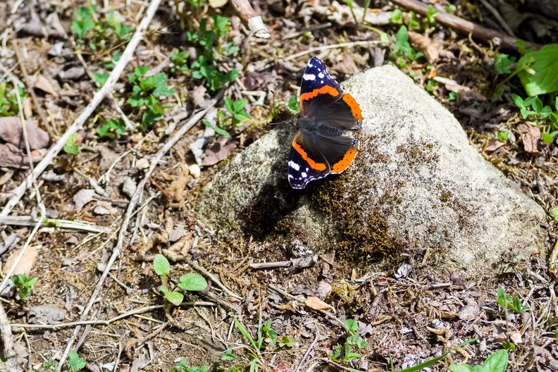 Red Admiral Butterfly on a Stone