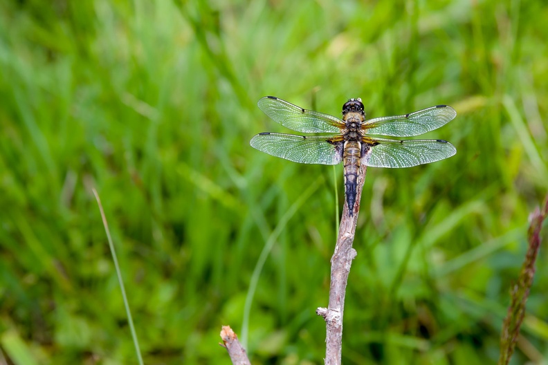 dragonfly-g-PK10578.jpg