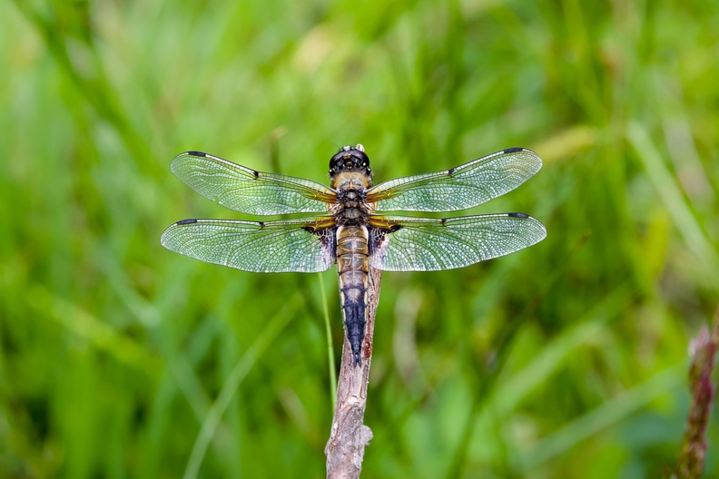 dragonfly-cg-PK10578.jpg