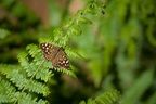 Speckled Wood on Fern